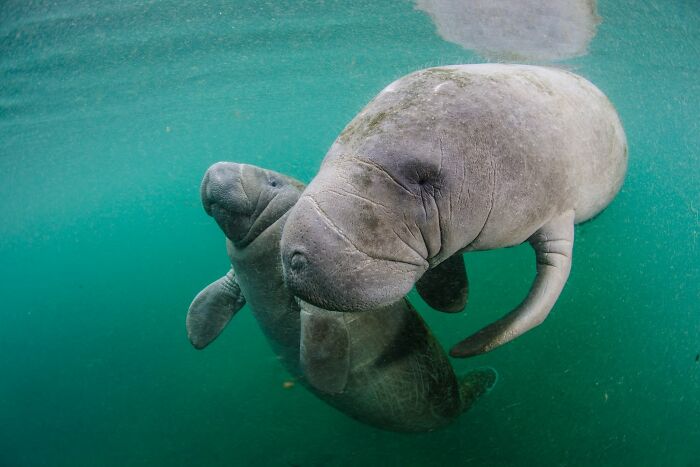 These Stunning Wildlife Photos From Sealegacy Show Why Our Planet Is Worth Protecting (45 Pics)