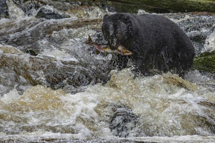 These Stunning Wildlife Photos From Sealegacy Show Why Our Planet Is Worth Protecting (45 Pics)