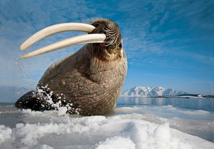 These Stunning Wildlife Photos From Sealegacy Show Why Our Planet Is Worth Protecting (45 Pics)