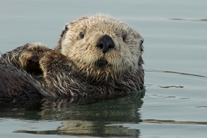 These Stunning Wildlife Photos From Sealegacy Show Why Our Planet Is Worth Protecting (45 Pics)