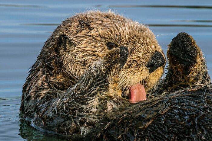 These Stunning Wildlife Photos From Sealegacy Show Why Our Planet Is Worth Protecting (45 Pics)