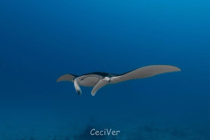 A majestic manta ray glides through the clear blue water, a stunning photo of oceanlife.