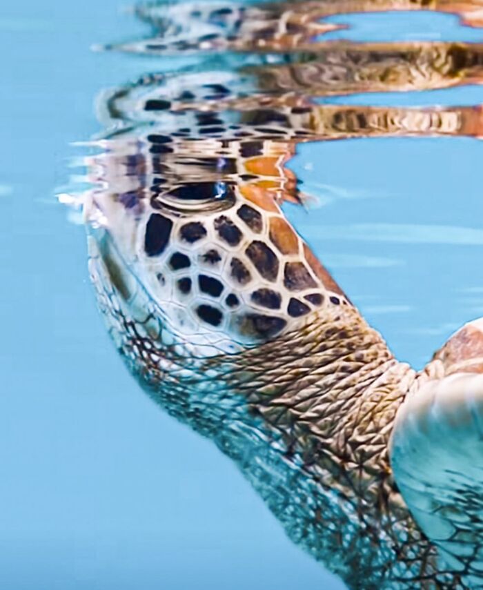 Stunning photos of a sea turtle's head breaking the surface in crystal-clear raw oceanlife, revealing beauty beneath the waves.