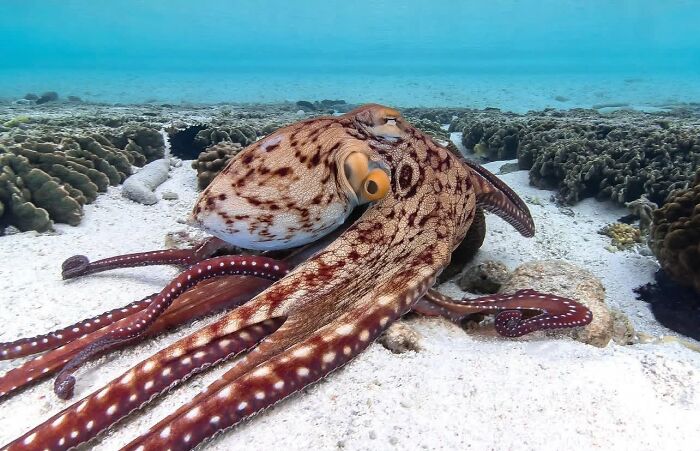 Stunning photos of an octopus camouflaged on the sandy bottom of raw oceanlife, revealing beauty beneath the waves.