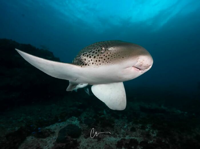 Stunning photos of a leopard shark swimming gracefully in raw oceanlife, showcasing the beauty beneath the waves.
