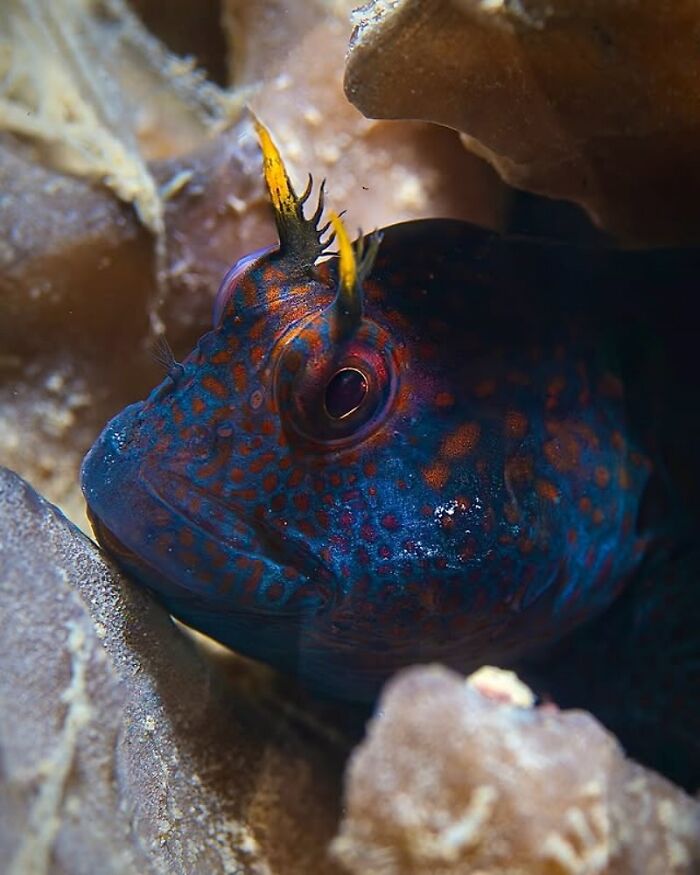 Raw oceanlife photo of a vibrant, blue and orange fish hiding in coral, revealing the beauty beneath the waves.