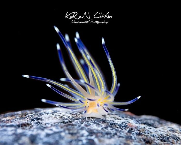 A stunning photo of a colorful nudibranch on a rock, showcasing the beauty beneath the waves.