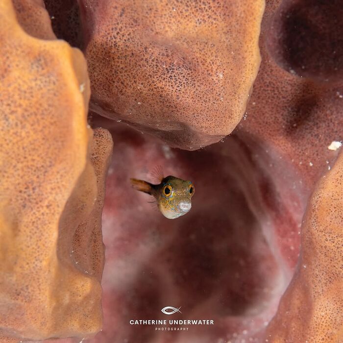 Stunning photos of a tiny fish peering from coral in raw oceanlife, showcasing the beauty beneath the waves.