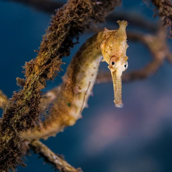 A stunning photo of a seahorse revealing the beauty beneath the waves.