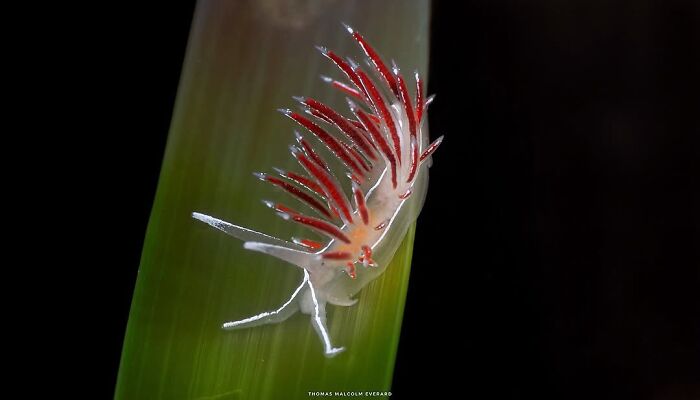 Stunning photos of a vibrant nudibranch on a green leaf in raw oceanlife, revealing the beauty beneath the waves.