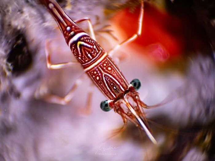 A stunning photo of a detailed shrimp revealing the beauty beneath the waves.