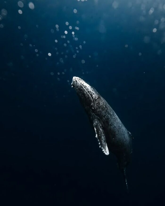 A stunning photo of a whale swimming revealing the beauty beneath the waves.