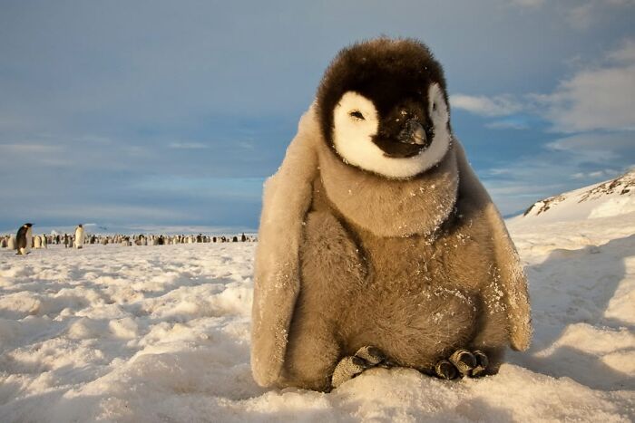 These Stunning Wildlife Photos From Sealegacy Show Why Our Planet Is Worth Protecting (45 Pics)