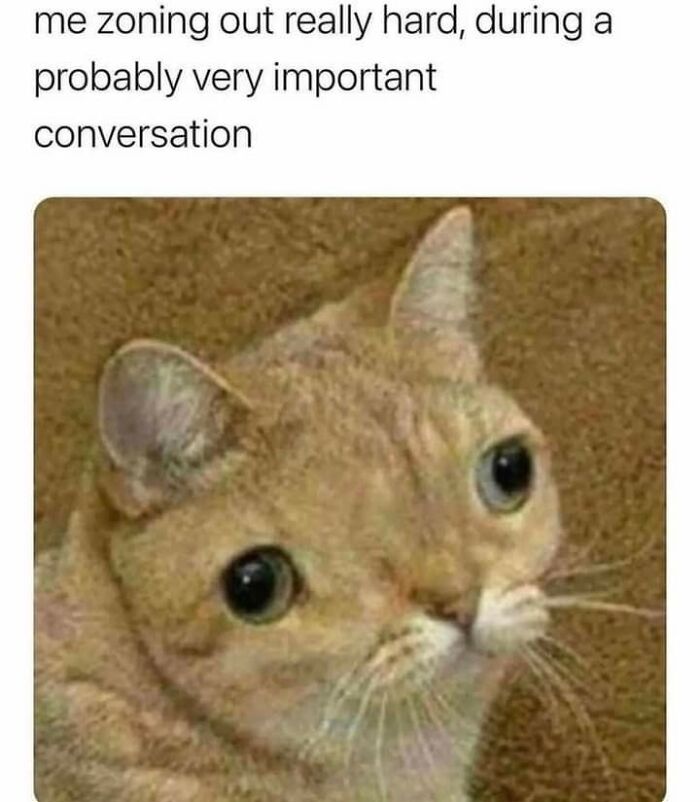 Cat zoning out during an important conversation meme