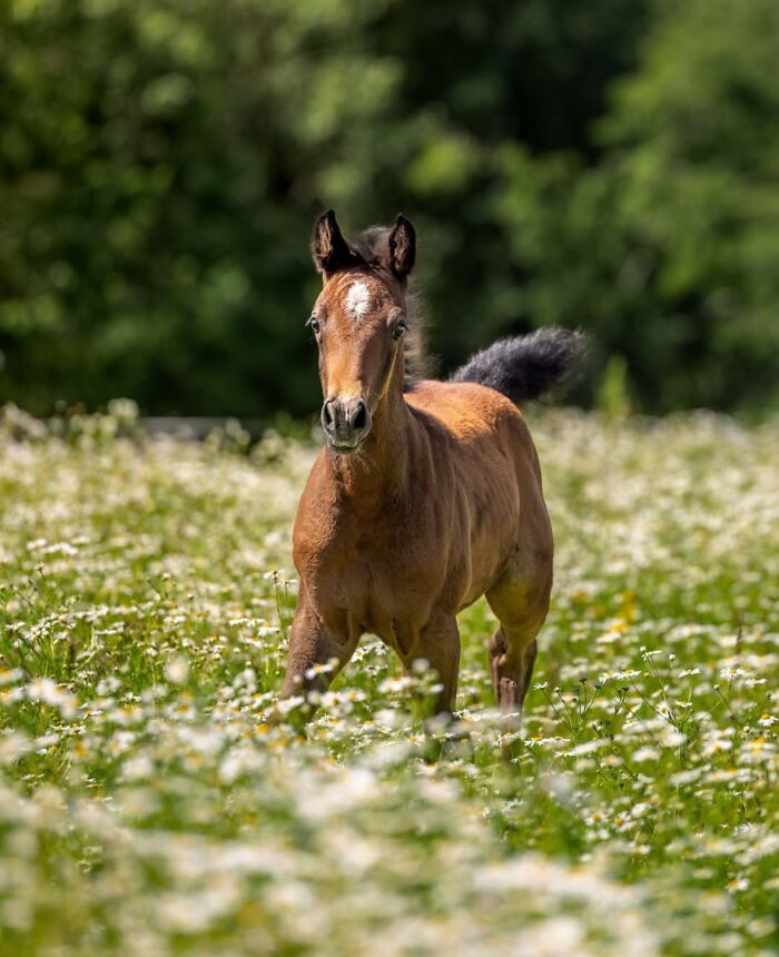 A young horse in a field of white flowers, showing its strength, grace, and elegance.