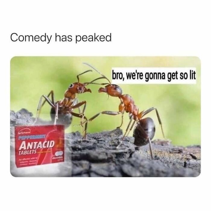 A funny meme of two ants talking about getting lit next to antacid tablets. Send to friends.