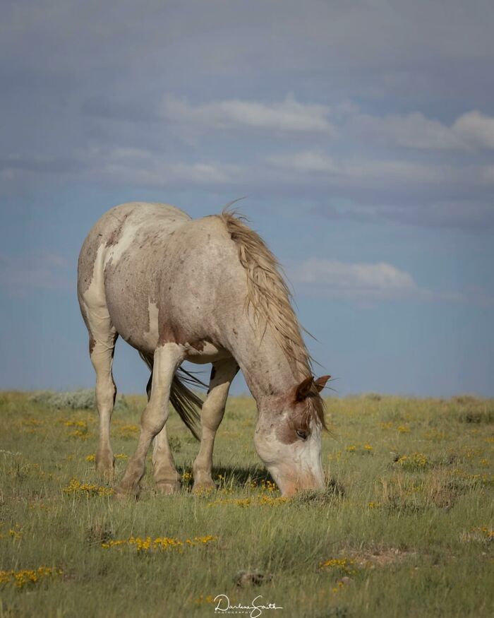 A wild horse grazing in a field, showing the strength, grace, and elegance of horses.