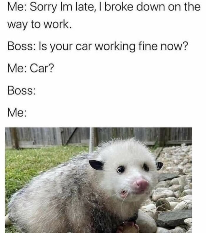 A meme featuring a sad-looking opossum, illustrating an excuse for being late to work.