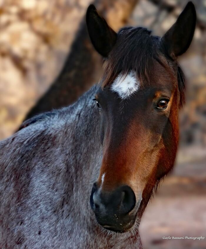A close-up of a horse with a white star on its forehead, highlighting its grace and elegance.