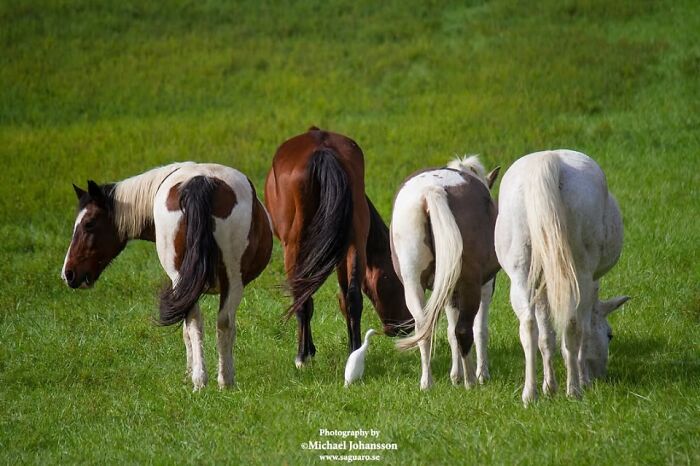 Four horses from behind, one a white horse, showing their strength, grace, and elegance.