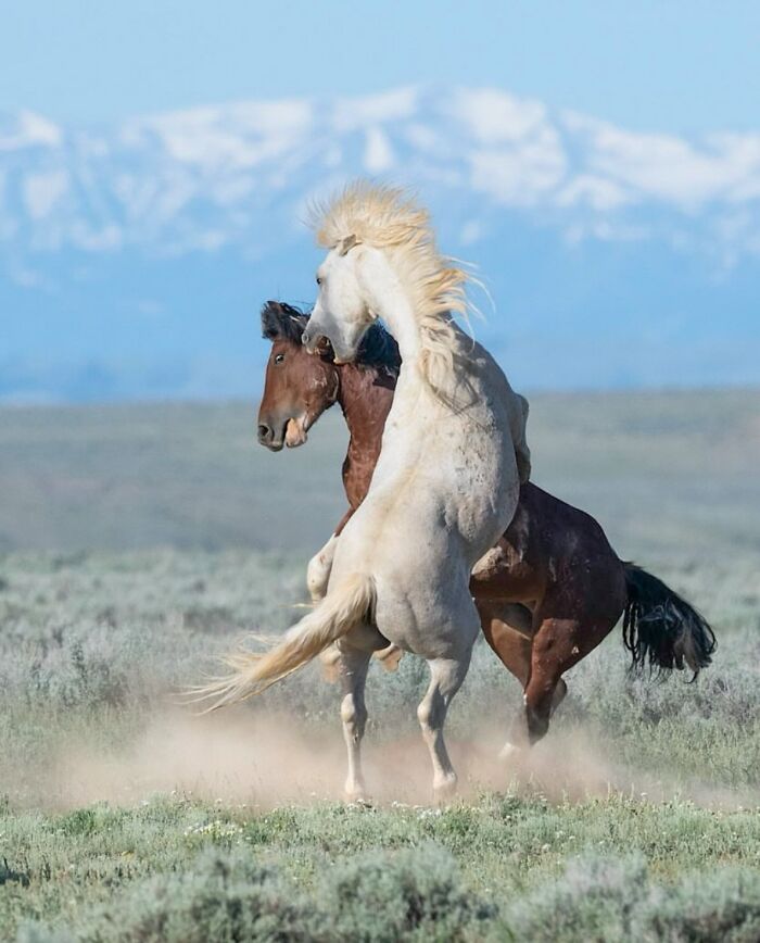 Two wild horses rearing up, showing the strength, grace, and elegance of horses.