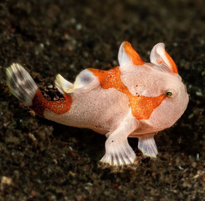 A stunning photo of a vibrant frogfish revealing the beauty beneath the waves.