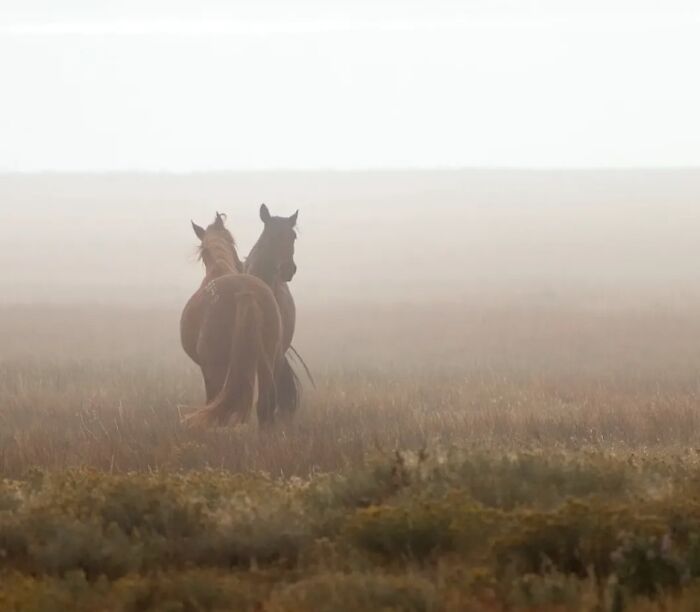 Two horses standing in a misty field, showing their strength, grace, and elegance.