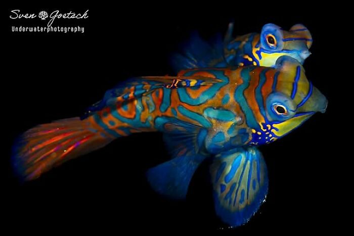 A stunning photo of two colorful mandarin fish revealing the beauty beneath the waves.