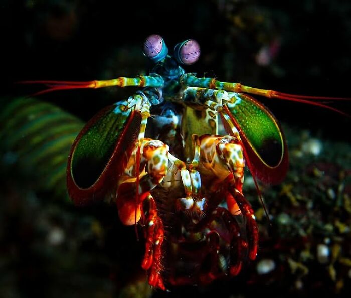 A vibrant, colorful mantis shrimp with large eyes and intricate patterns, a stunning example of oceanlife beneath the waves.