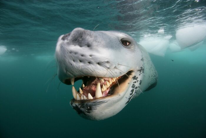 These Stunning Wildlife Photos From Sealegacy Show Why Our Planet Is Worth Protecting (45 Pics)