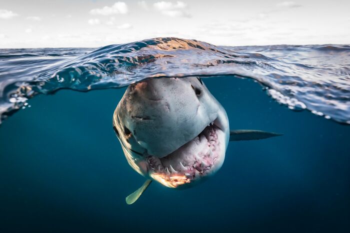 These Stunning Wildlife Photos From Sealegacy Show Why Our Planet Is Worth Protecting (45 Pics)