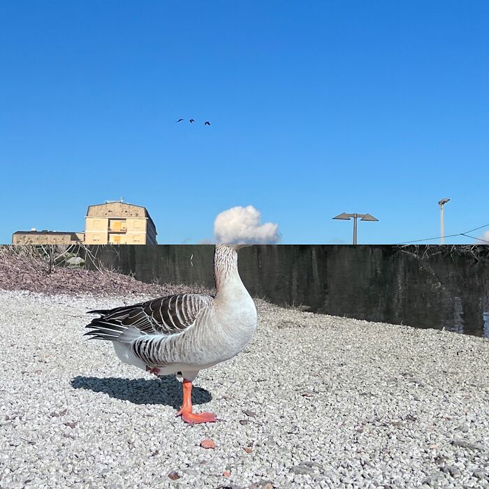 Fontanesi