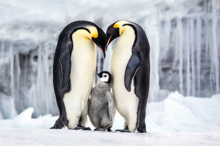 These Stunning Wildlife Photos From Sealegacy Show Why Our Planet Is Worth Protecting (45 Pics)