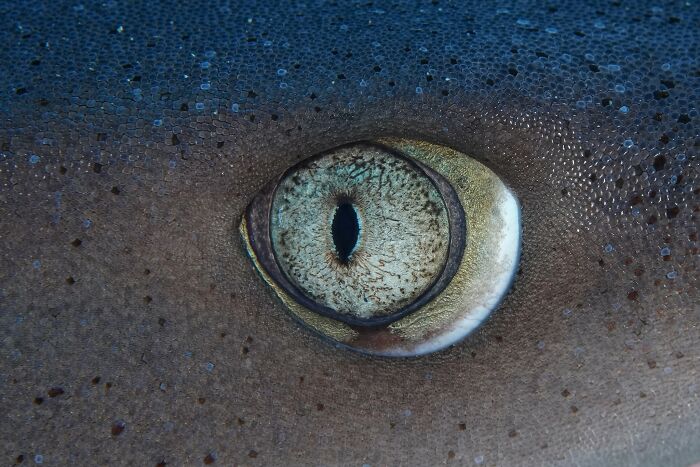 These Stunning Wildlife Photos From Sealegacy Show Why Our Planet Is Worth Protecting (45 Pics)