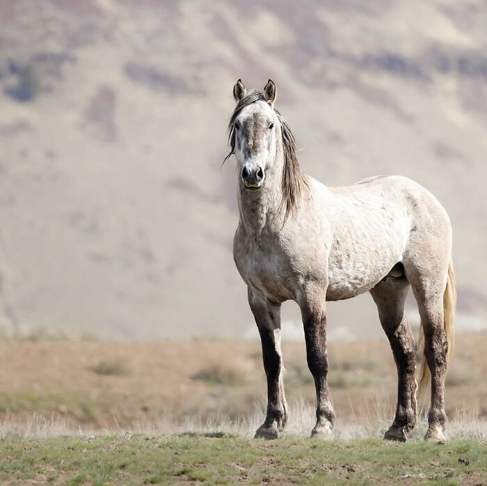 A majestic white horse stands in a field with mountains in the background, showcasing its strength and elegance.