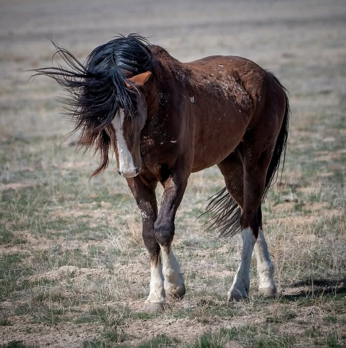 A wild horse with a flowing mane in a field, demonstrating the strength, grace, and elegance of horses.