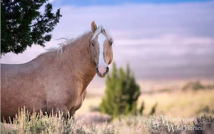 A majestic horse stands in a field, showcasing the strength, grace, and elegance of horses.