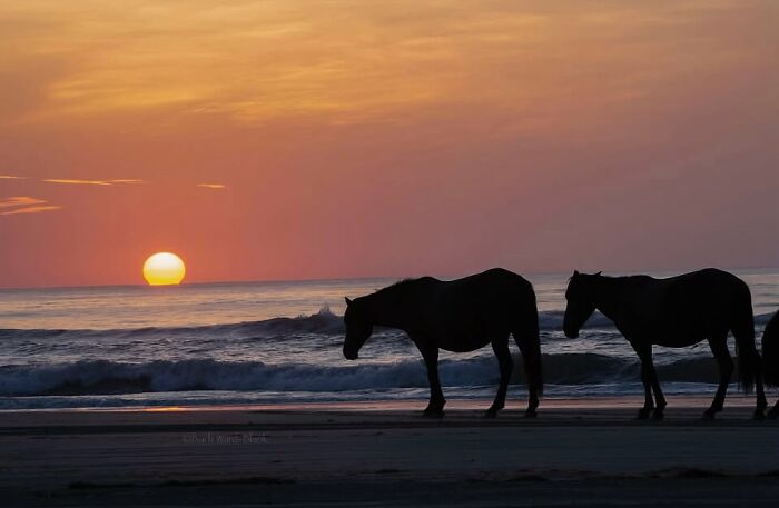 Silhouetted horses walk along a beach at sunset, embodying the strength, grace, and elegance of horses.