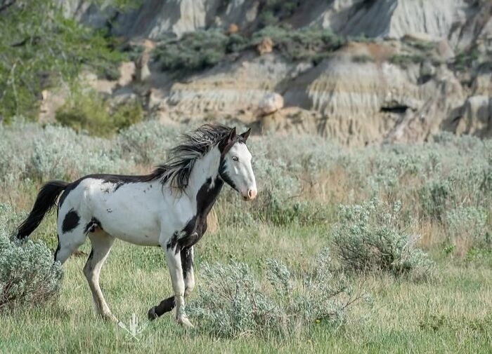A black and white pinto horse gallops through a grassy landscape with hills, showing the strength and elegance of horses.