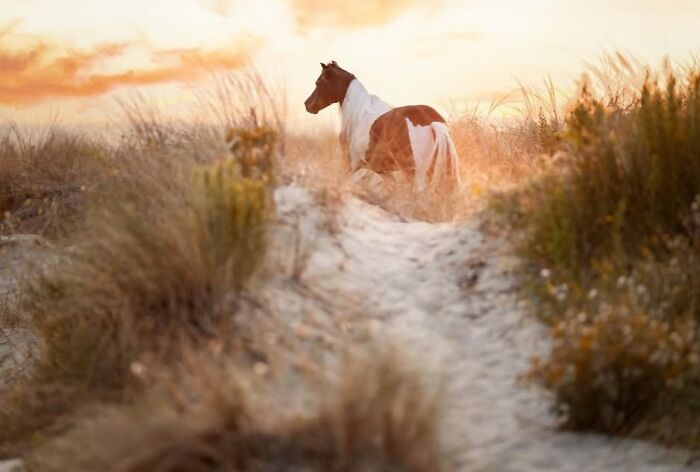 A horse with striking markings stands in a sandy, grassy landscape, highlighting the strength, grace, and elegance of horses.