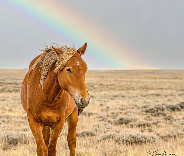A beautiful horse stands in an open field under a rainbow, exemplifying the strength, grace, and elegance of horses.