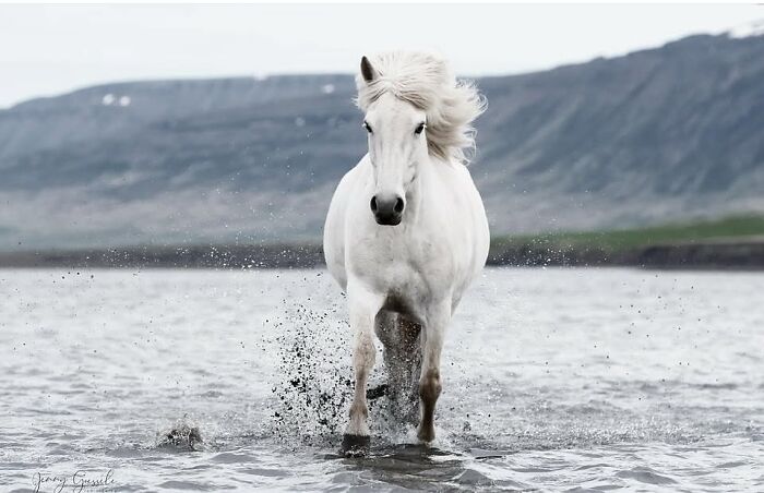 A majestic white horse emerging from the water, showing its strength, grace, and elegance.