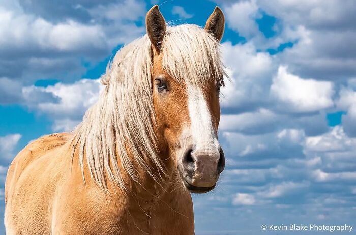 A close-up of a blonde horse with a white blaze, set against a cloudy blue sky, highlighting the beauty and grace of horses.