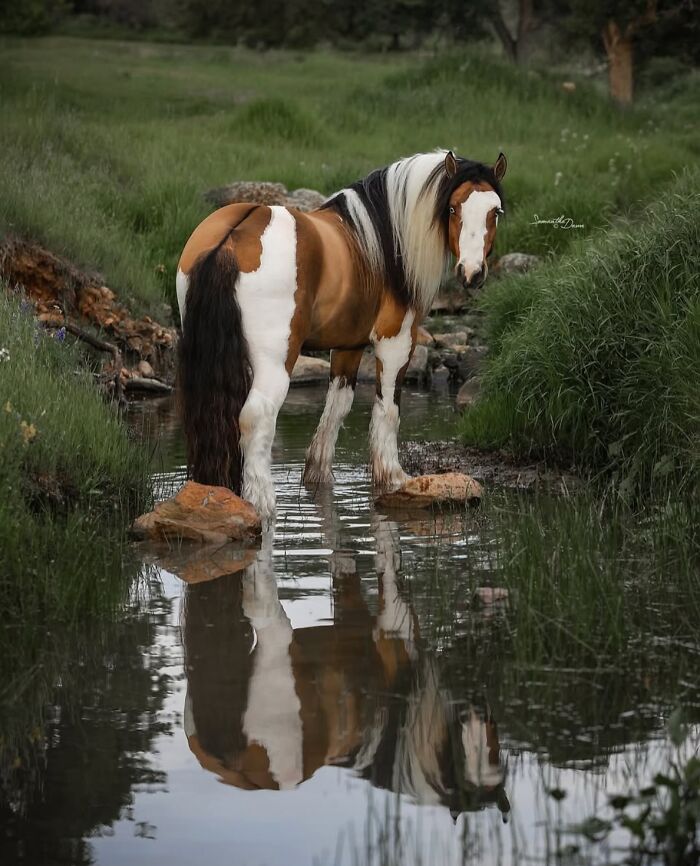 A beautiful pinto horse stands in a shallow stream, reflecting its strength and grace in the water.