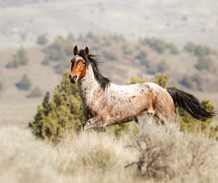 A beautiful horse with unique markings galloping across a grassy, hilly landscape, embodying strength and grace.