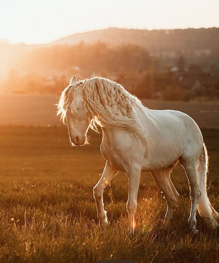 A stunning white horse with a flowing mane bathed in golden hour sunlight, highlighting its elegance and grace.