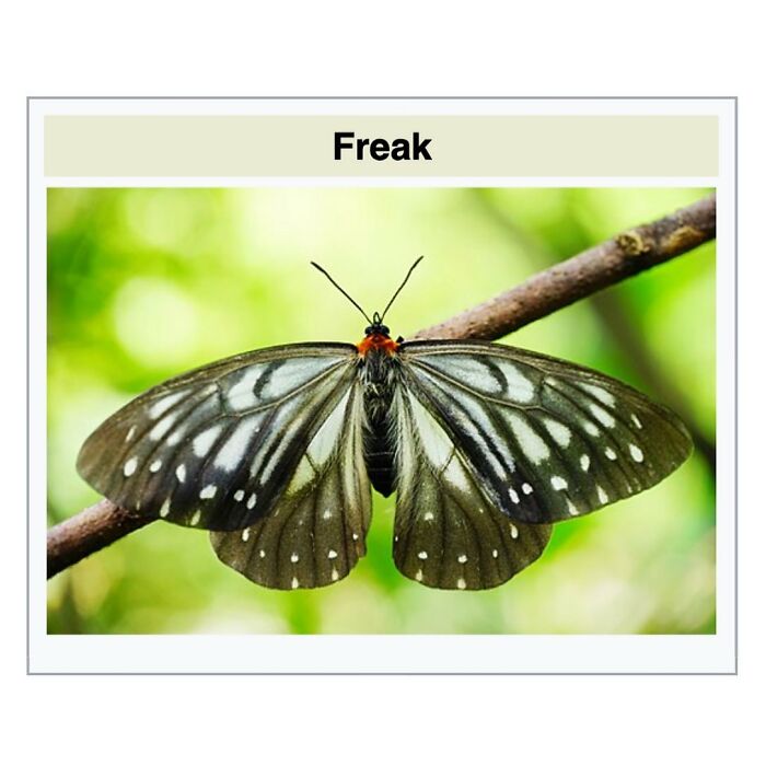 Freak butterfly with patterned wings perched on a branch in natural setting