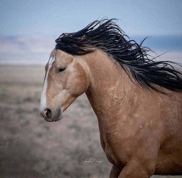 A close-up of a horse with a flowing dark mane in motion, showcasing its strength and elegance against a blurred background.