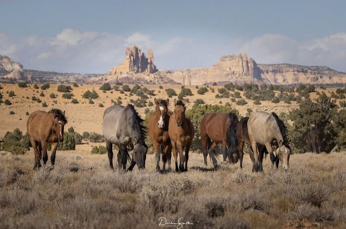 Wild horses in a vast desert landscape, showcasing their strength and elegance.