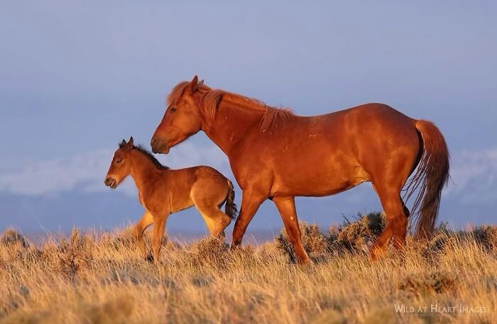 A brown mare and her foal walk through a sun-drenched field, embodying the elegance of horses.